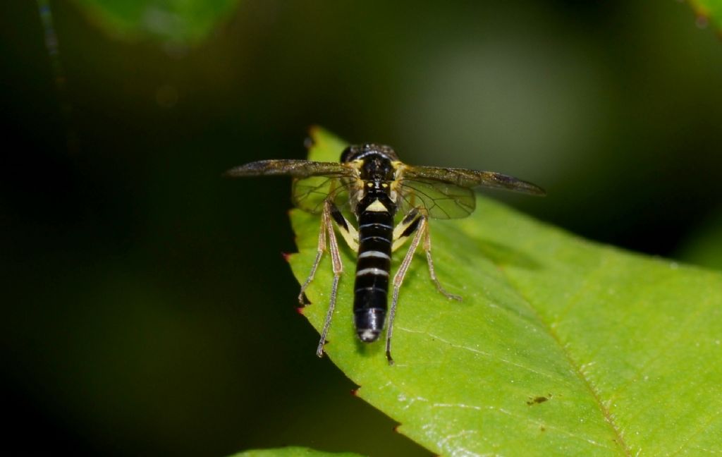 imenottero Tenthredinidae: Allantus sp.